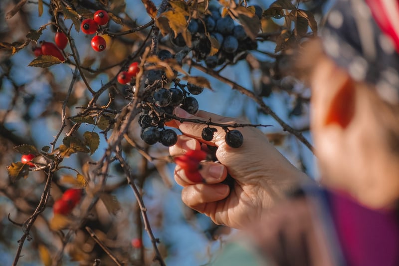 Enchantment Harvesting