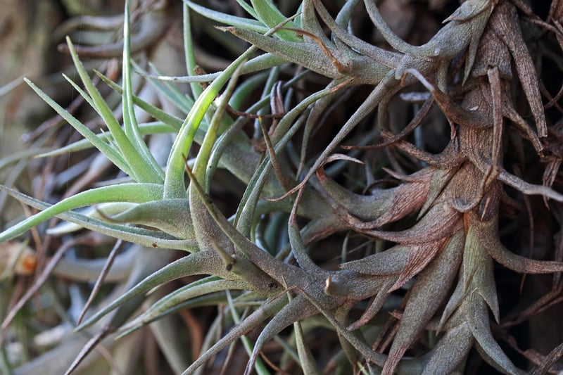Air Plant