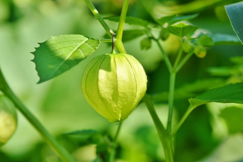 Golden Berries